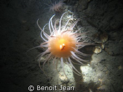Tunnel Anemone Saguenay by Benoit Jean 